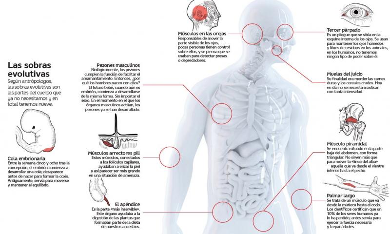 Las ocho partes de cuerpo humano que no nos sirven para nada, reveladas