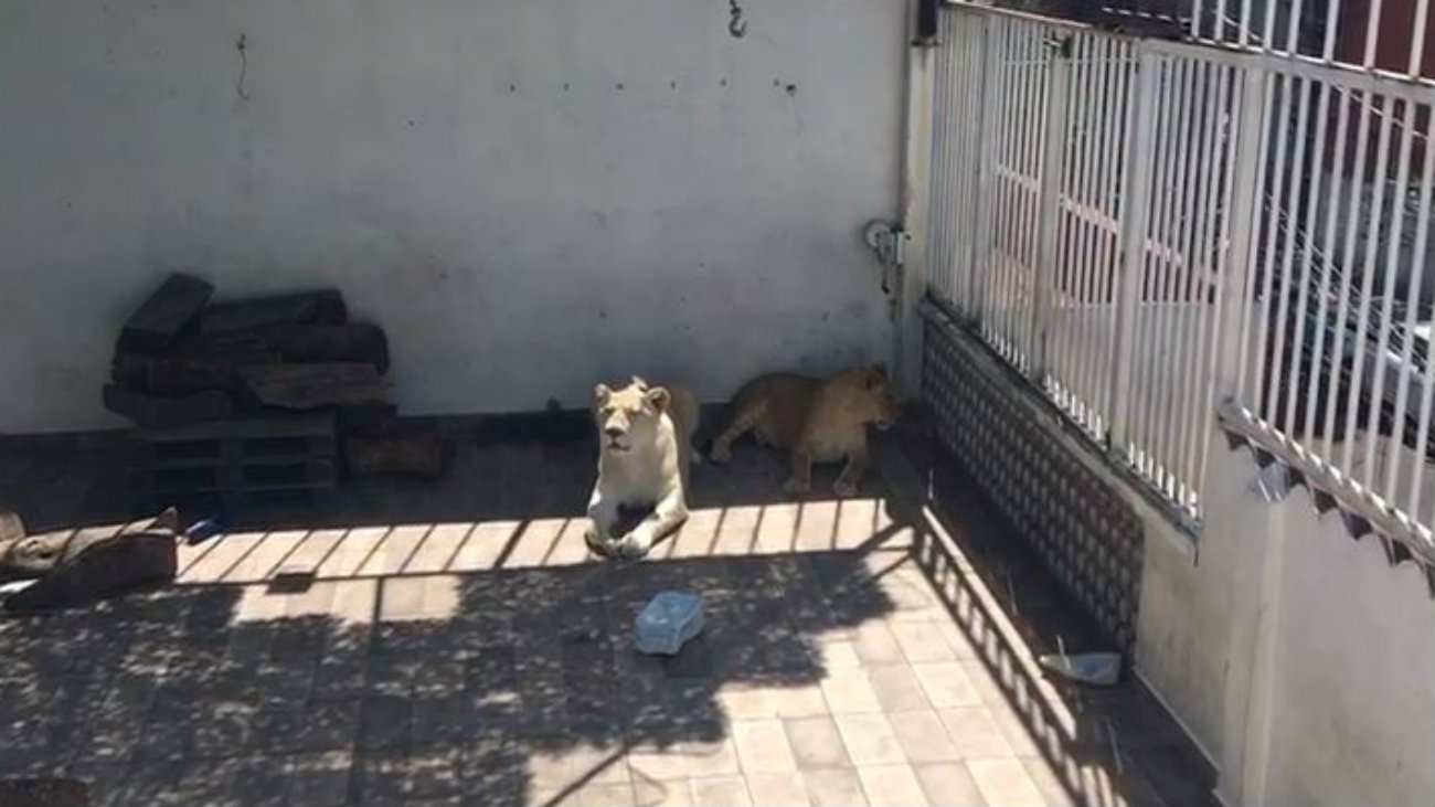 Rescatan a tres leones blancos de la azotea de un domicilio en Iztacalco |  El Gráfico Historias y noticias en un solo lugar