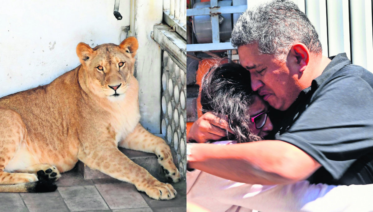 Esta es la historia de los tres leones que fueron decomisados en Iztacalco;  familia les llora | El Gráfico Historias y noticias en un solo lugar