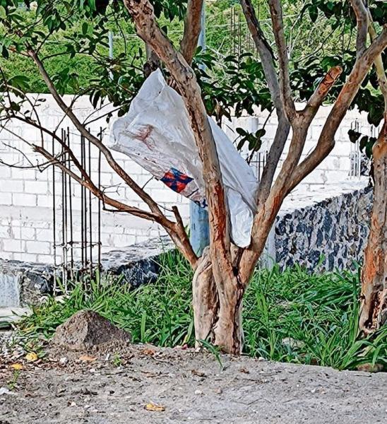 Dejan cadáver decapitado en una bolsa y su cabeza en un árbol de guayaba,  en Jiutepec | El Gráfico Historias y noticias en un solo lugar