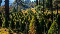 Beneficios de comprar un árbol de Navidad en plantaciones de la CDMX 