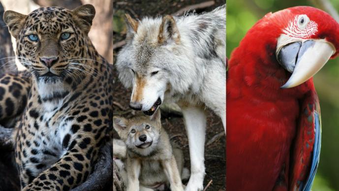 Estos Son Los Animales En Peligro De Extinción En México | El Gráfico ...