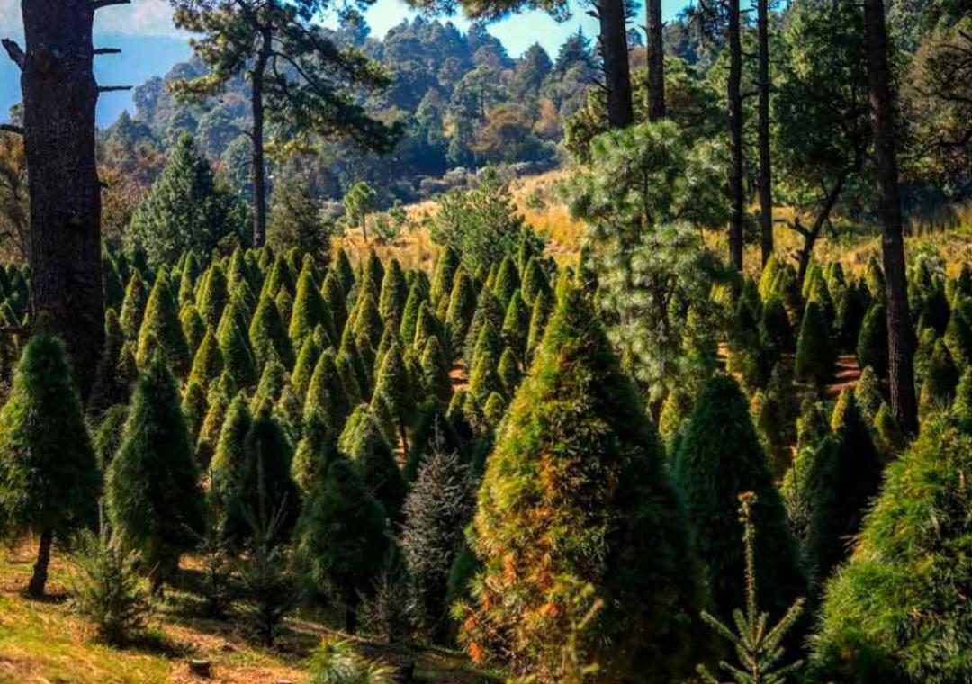 Beneficios de comprar un árbol de Navidad en plantaciones de la CDMX 