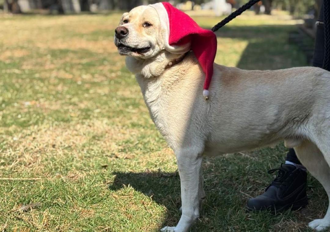 Perritos del Metro de la CDMX: Mensajeros navideños que impulsan la adopción