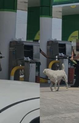VIDEO: Mujer enloquece en gasolinera y amenaza de muerte a todos, hasta regañó a unos perros
