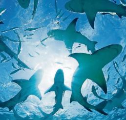 Descubren tiburones intoxicados con drogas fuertes en Brasil