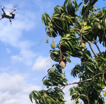 Universidad Autónoma de Chapingo estudia el uso de drones para cultivar mango