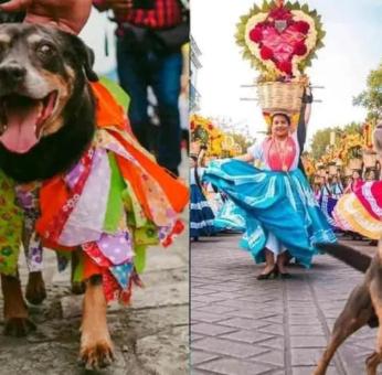 “Mazapán”, el tierno perrito oaxaqueño, está de regreso en la Guelaguetza