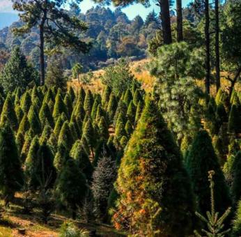 Beneficios de comprar un árbol de Navidad en plantaciones de la CDMX 