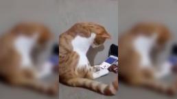 Gato con el corazón roto extraña a su dueña fallecida