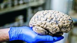 Multimillonario pagará para que digitalicen su cerebro