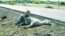 Atropellan a abuelo y a su burro, en Apaseo El Alto