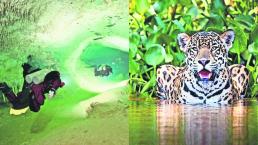 Acuíferos y jaguares podrían estar en peligro por Tren Maya de AMLO 