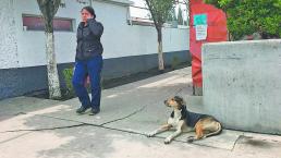 Aumenta maltrato y abandono de perros en el Estado de México