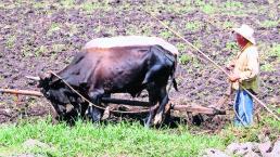 Producción maíz sorgo Morelos sequía