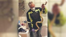 Serpiente pitón sale de la taza de baño y le da mordida en los 'gumaros' a un hombre