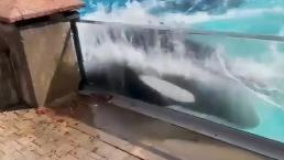 Dramático momento en que una orca intenta escapar de un estanque, por presunto estrés