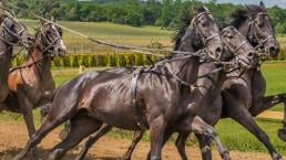 Jinete muere al caer de su caballo cuando festejaba su triunfo en una carrera, en Edomex