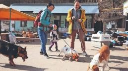 Desde perros hasta lechuzas, refugio salva a animalitos abandonados en Ucrania