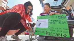 Ana Laura vende trufas y galletas para acabar con el tumor de su amigo Mailo, en Toluca