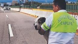 Cada mes, nueve perritos mueren atropellados en el Paso Exprés de Morelos