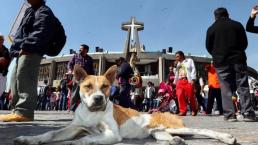 Abandonan a cientos de perritos peregrinos en la Basílica, así fueron rescatados algunos