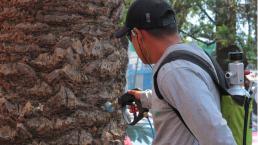 ¡Hay que cuidarlos! SEDEMA hace paro a arbolitos chilangos