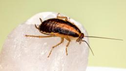 ¡ATENCIÓN! Alertan por aumento de súper cucaracha alemana en México