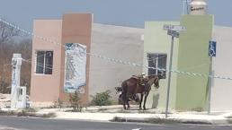 ¡Les valió! Dejan a caballo en la calle y amarrado, en pleno calor infernal de Yucatán