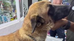 ¿Perrito era maltratado por patrulla en Tizayuca? Autoridades locales responden