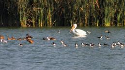 Mejora la calidad del agua y suelo en el Bosque de Aragón, aumenta el avistamiento de aves