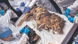 Sorprendente hallazgo de un lobo congelado con más de 44 mil años en Rusia