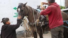 Rescatan 2 caballos durante clausura de tiradero que causó inundaciones, en Chimalhuacán