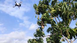 Universidad Autónoma de Chapingo estudia el uso de drones para cultivar mango