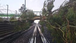 MetroCDMX: Línea B sin servicio HOY 18 de septiembre, árboles bloquean la vía, rutas alternas