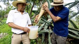 Pulque: La ancestral bebida ya es Patrimonio Cultural de la CDMX