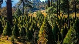 Beneficios de comprar un árbol de Navidad en plantaciones de la CDMX 