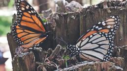 Reserva de la Mariposa Monarca en el Edomex, cierra sus puertas por culpa de turistas