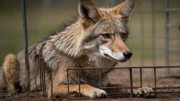 Rescatan a coyote encerrado en un jaula, en Cuautitlán