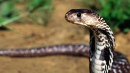 VIDEO: Cuatro cobras ciudan a un bebé