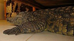 Cocodrilo quería el desayuno "en la cama"