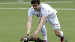 Una comadreja asalta campo de futbol en Suiza