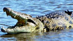 Turista casi es devorado por cocodrilo 