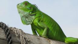 Iguana