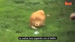 León que juega futbol genera furor en redes sociales | VIDEO