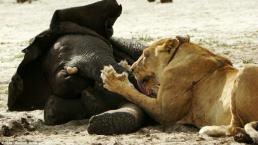 Leones atacan y matan a un elefante| VIDEO 