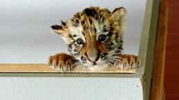 Fg, Pequeña perra amamanta a dos cachorros de tigre 