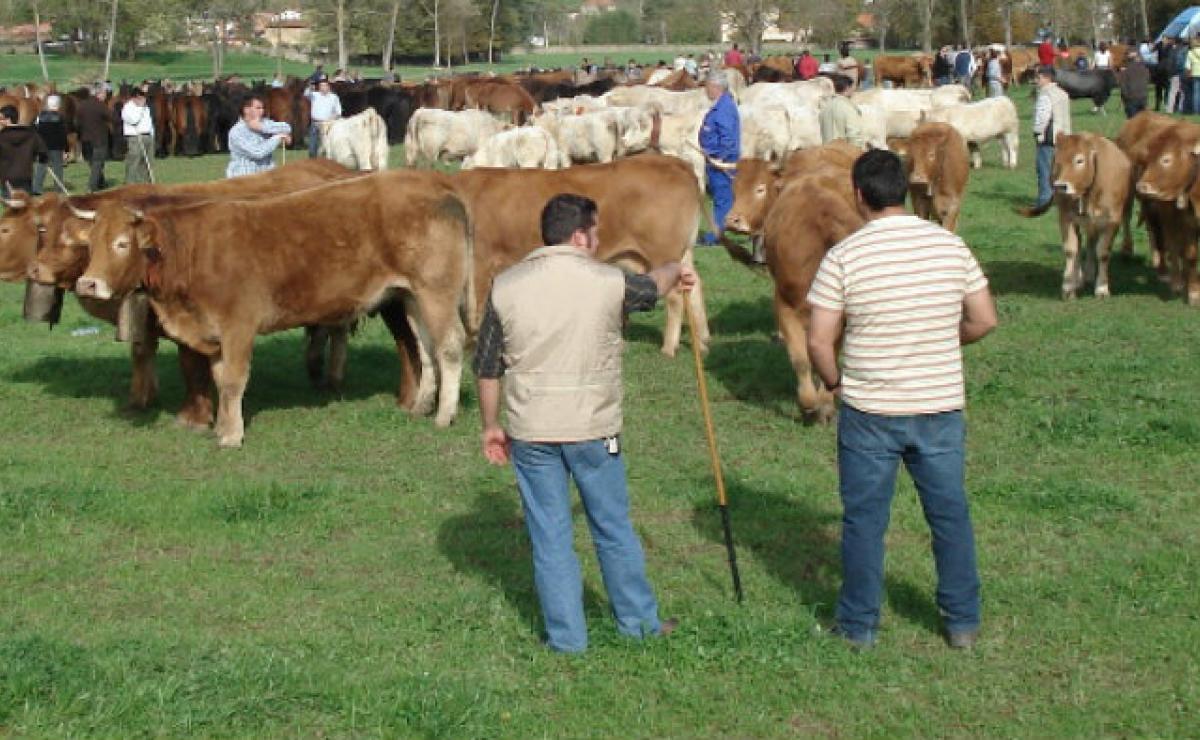 Un hombre lo hace con una vaca mientras otro lo filma | El Gráfico  Historias y noticias en un solo lugar